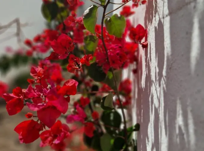 Casa Vivi Fuerteventura *