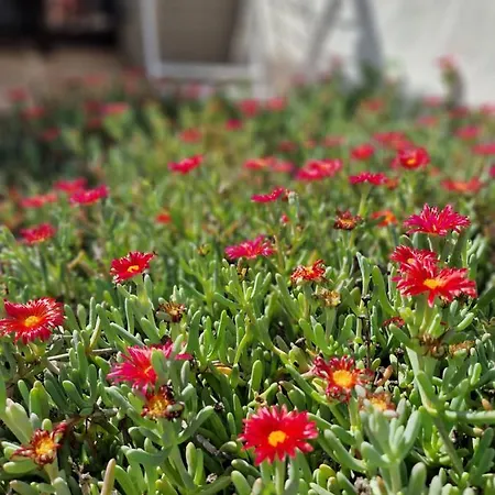 Casa Vivi Fuerteventura 코라레호