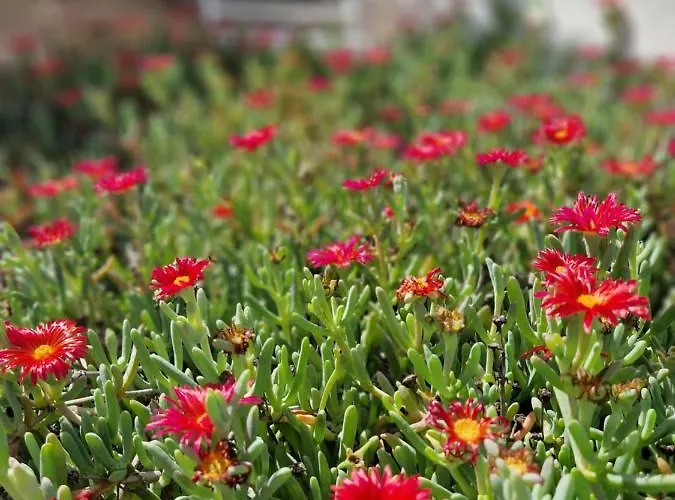 Casa Vivi Fuerteventura Κοραλέχο