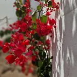 Casa Vivi Fuerteventura *